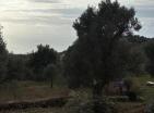 נוף מודרני חדש לים 150 מ 2 בית בבר עם בריכה ומטע זיתים
